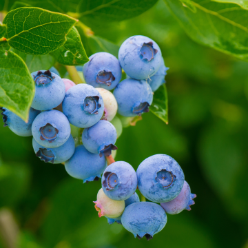 Duke Blueberry