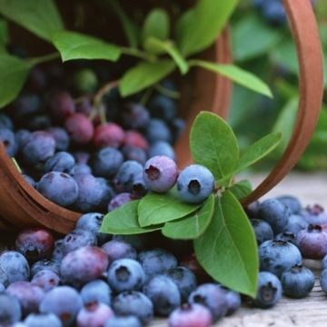Blueberry Plants - Vaccinium corybosum - for the Patio or Garden - Pack of THREE Plants