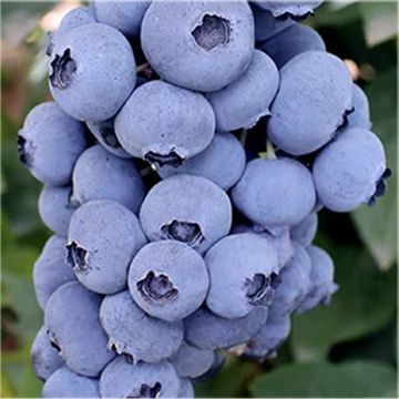 GIANT Blueberry - TITANIUM - Vaccinium corybosum