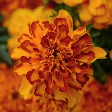 French Marigold - Bonanza Bolero