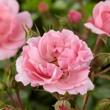 Large 5-6ft Specimen - Climbing Rose Bonica - Soft Pink Flowers