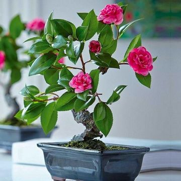 Gorgeous Bonsai Camellia Tree in Bud & Bloom - Large Semi-Mature Evergreen Specimen Bonsai Tree