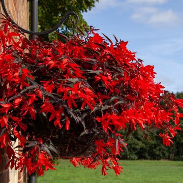 Begonia Bossa Nova Night Fever Rosso