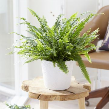 Nephrolepis Boston Fern - LARGE Plant with Contemporary White Pot