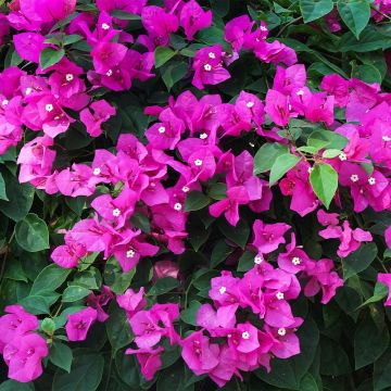 Bougainvillea Patio PYRAMID - 80-100cm tall in Bud & Bloom