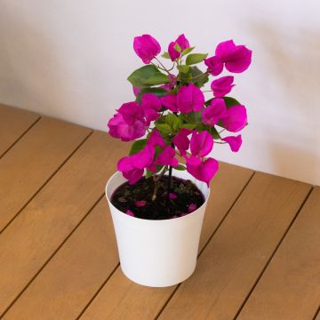 Bougainvillea Vera Deep Purple