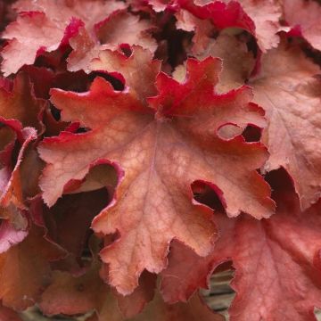 Heuchera Boysenberry