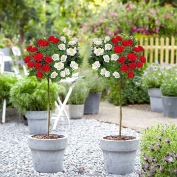 LARGE Standard Rose Tree - Scarlet Edelweiss - Weeping Rose Tree