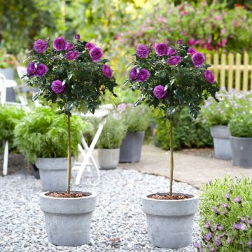 Pair of Large Standard Rose Trees 'Big Purple' 