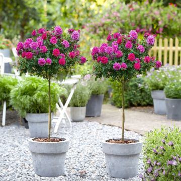 PAIR of Large Standard Rose Tree - Mileva - Ava
