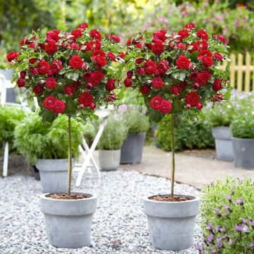 PAIR of Large Standard Rose Tree 'Satchmo'