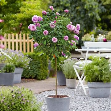 Large Standard Rose 'Charles de Gaulle' Tree