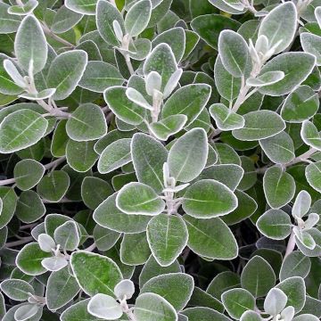 Brachyglottis Sunshine - Senecio Greyii