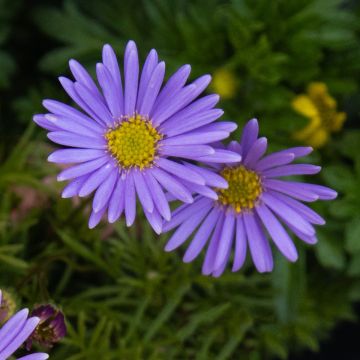 Brachyscome Fern Leaf Blue Daisy