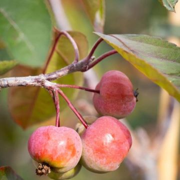 Crabapple Tree - Malus Scarlet Brandywine - Circa 5-6ft