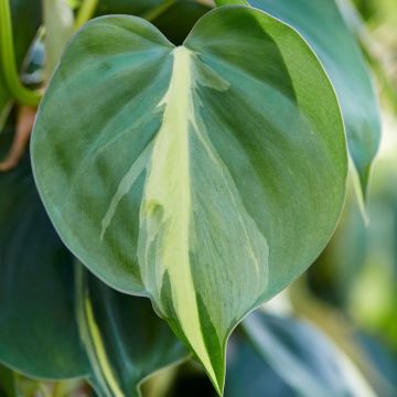 Philodendron Scandens Brasil - Sweetheart Plant - Heart Leaf - Hanging Basket