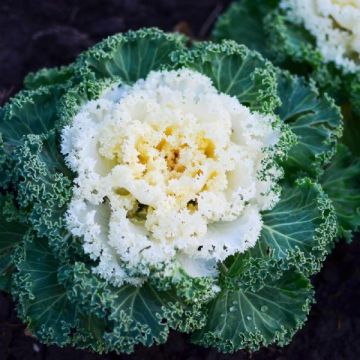 Colourful Brassica Cabbage - White