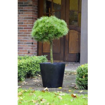 Pinus nigra Brepo - Lollipop Patio Tree