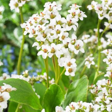 Bergenia 'Bressingham White - Elephant Ears