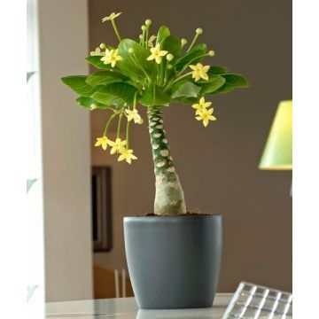 Hawaiian Palm - Brighamia insignis