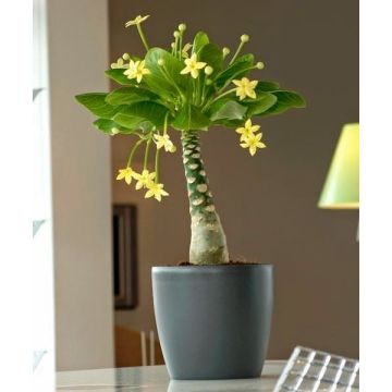 Pair of Hawaii Palm Plants - Brighamia insignis
