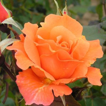 Climbing Rose Bright Future