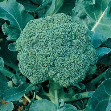 Broccoli 'Marathon' - Pack of TWELVE Plants