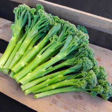 Broccoli Tenderette 'Brokali Apollo' - Pack of TWELVE Plants