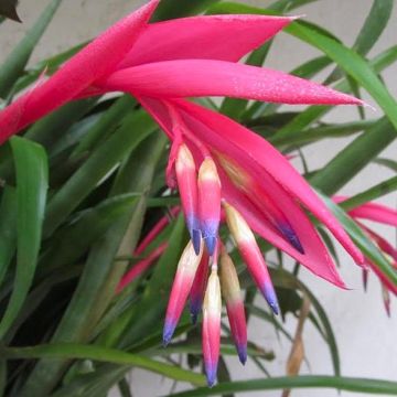 Hardy Garden Bromeliad - Billbergia nutans 'Tears of Joy'