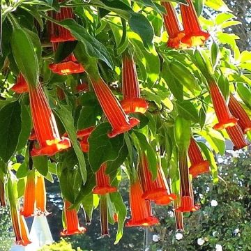 ORANGE-RED Angels Trumpet Plant - Brugmansia sanguinea