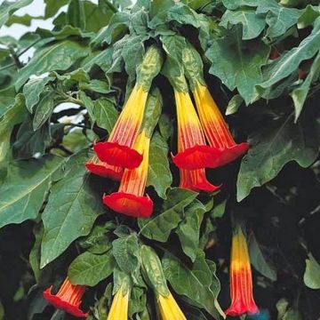 Brugmansia sanguinea - Angels Trumpet Plant - Orange-Red