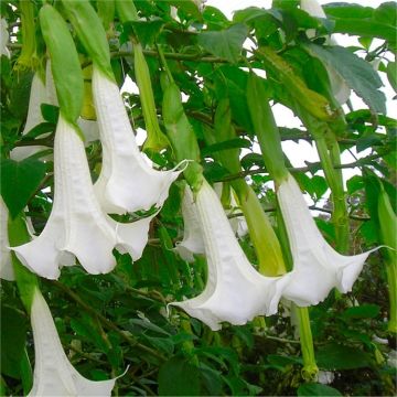 Fragrant WHITE Angels Trumpet Plant - Brugmansia suaveolens