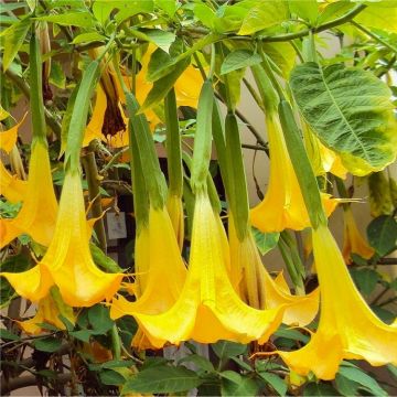 YELLOW Angels Trumpet Plant - Brugmansia