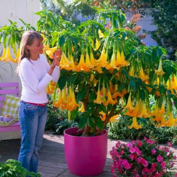 Brugmansia Fragrant YELLOW Angels Trumpet Plant - LARGE