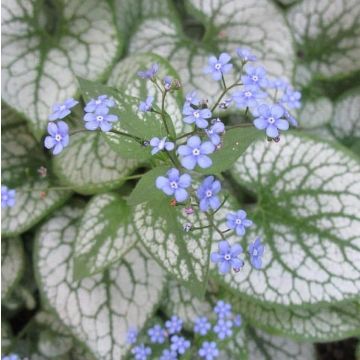 Brunnera macrophylla 'Jack Frost' - Silver Heart leaf Brunnera