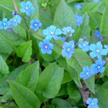 Brunnera macrophylla