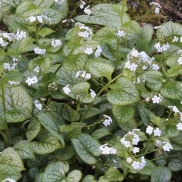 Brunnera Macrocephala 'Mrs. Morse'