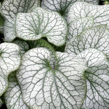 Brunnera macrophylla Alexander's Great Brunnera macrophylla Alexander's Great