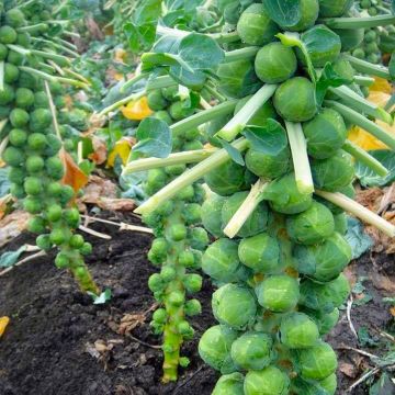 Brussel Sprouts 'Bright' - Pack of TWELVE Plants