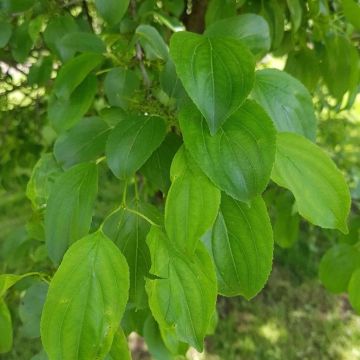 Rhamnus Cathartica - Buckthorn - Bare Root Hedging 60-80cm - Pack of 24