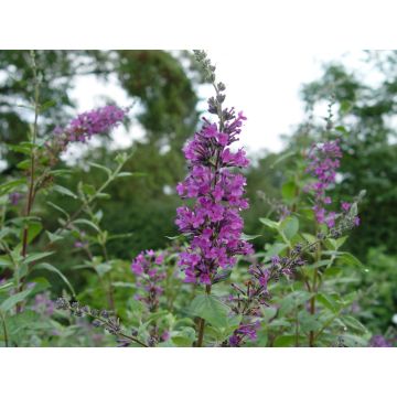 Buddleja Longstock Pride