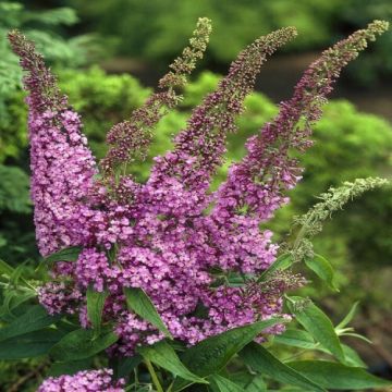 Buddleja davidii Fascinating