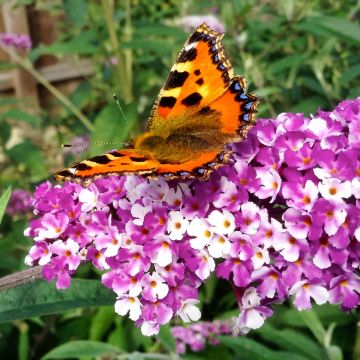 Buddleja - Berries & Cream - New Buddleia Butterfly Bush with multi-shaded flowers - LARGE PLANT