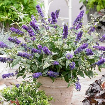 Buddleja 'Lo & Behold' Blue Chip - The Worlds First Patio Buddleia