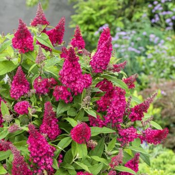 Buddleja Butterfly Candy Little Ruby - Dwarf Buddleia Butterfly Bush