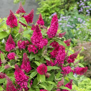 Buddleja Butterfly Candy Little Ruby