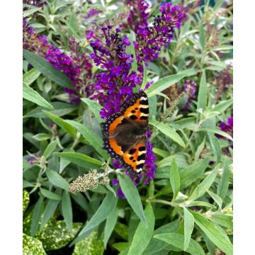 Buddleia davidii Butterfly Tower - Straight Up Buddleja