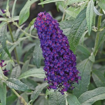 Buddleia Midnight Skies - Buddleja Butterfly Bush