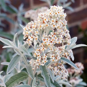 Buddleja Morning Mist - Silver Anniversary Buddleia - LARGE SPECIMEN