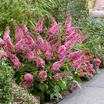 Buddleja Butterfly Candy Little Pink - Dwarf Buddleia Butterfly Bush